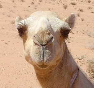 Photo Compliments of http://www.solarnavigator.net/animal_kingdom/animal_images/Camel_Jordanian_Desert.jpg