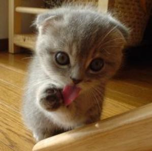 cute_kitten_purr-11247594084