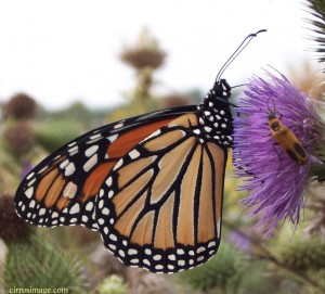 monarch_butterfly_010