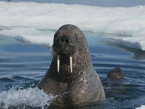 Photo compliments of http://static.howstuffworks.com/gif/walrus-sleep-without-drowning-2.jpg