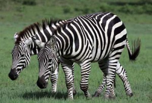 zebra-camo
