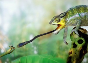 Photo compliments of http://animal.discovery.com/tv/a-list/creature-countdowns/cheats/images/cheats-chameleon.jpg