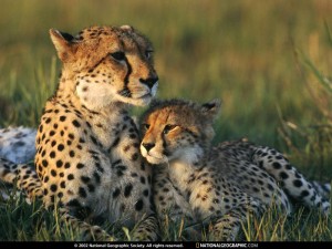 cheetah-mom-and-cub-642816-sw