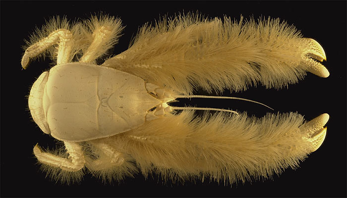Newly Discovered Yeti Crab (Image: Ifremer/A. Fifis)
