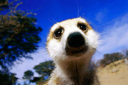 meerkat adaptations
