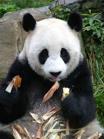 panda bear endangered
