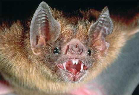 Bats Facts