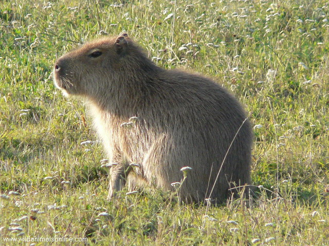 capybara-hydrochoerushydrochaeris