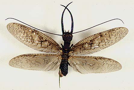 Purpose of the male dobsonfly mandibles