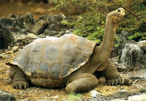 Largest Tortoise