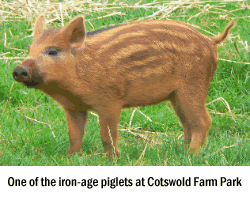 http://wild-facts.com/wp-content/uploads/2010/01/250x200_pig.gif