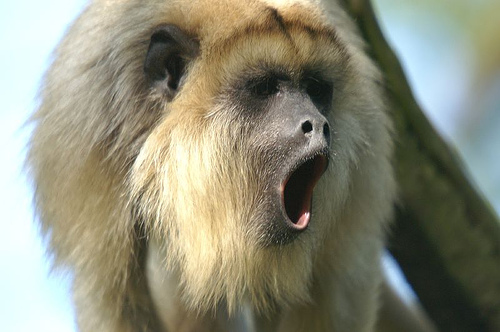 Howler Monkeys Sounds | Free Sound Effects | Howler Monkeys Sound.