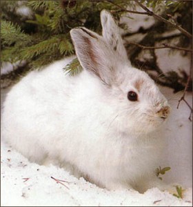 Snowshoe Hare Facts Archives - Animal Facts For Kids | Wild Facts