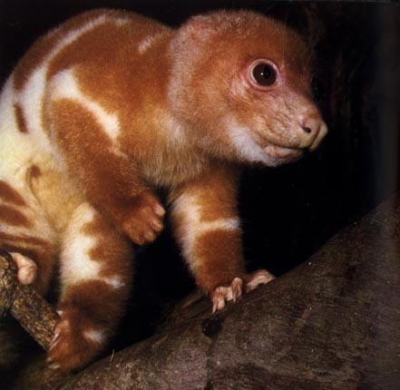 Baby Cuscus