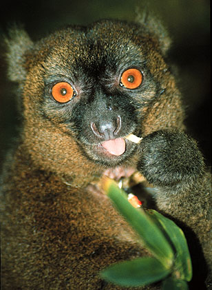 lemur facts  for kids