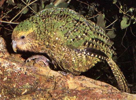 kakapo papagáj