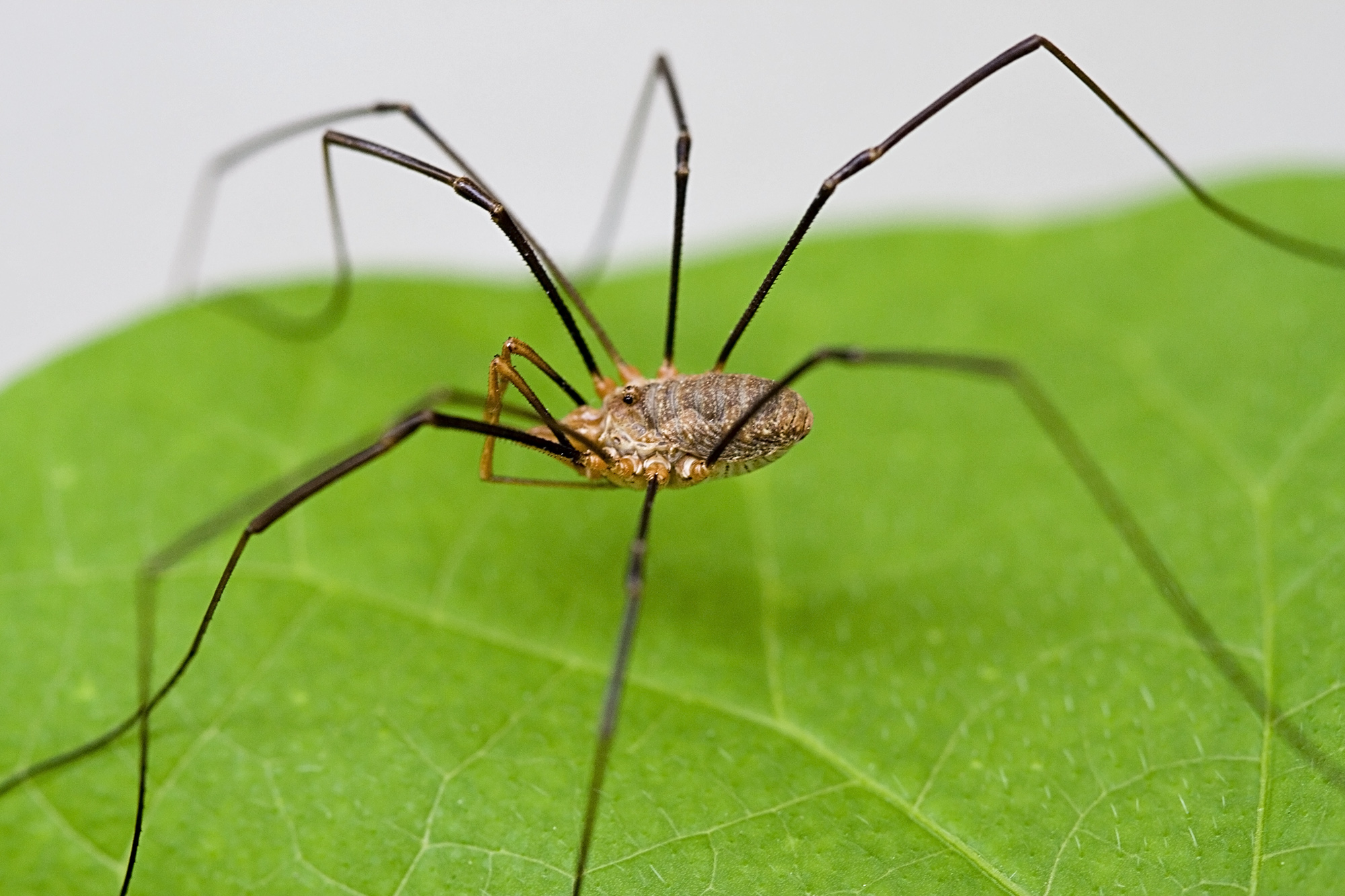 Facts about the Harvestman (Daddy Longlegs)
