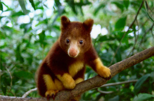 new-species-tree-kangaroo.jpg