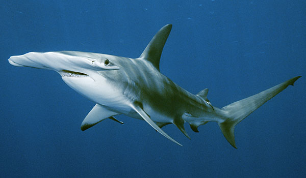 hammerhead shark eating. Fact – Hammerhead Shark
