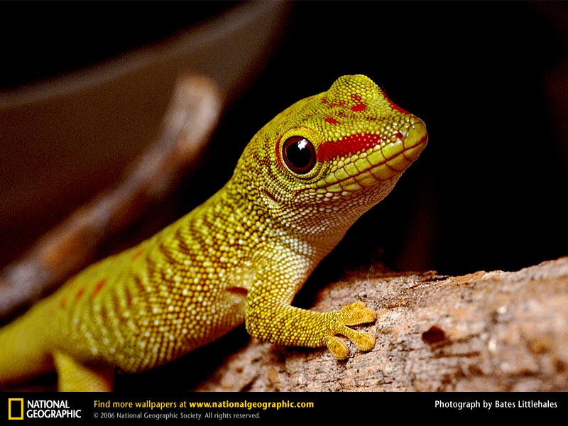 Facts about the Gecko