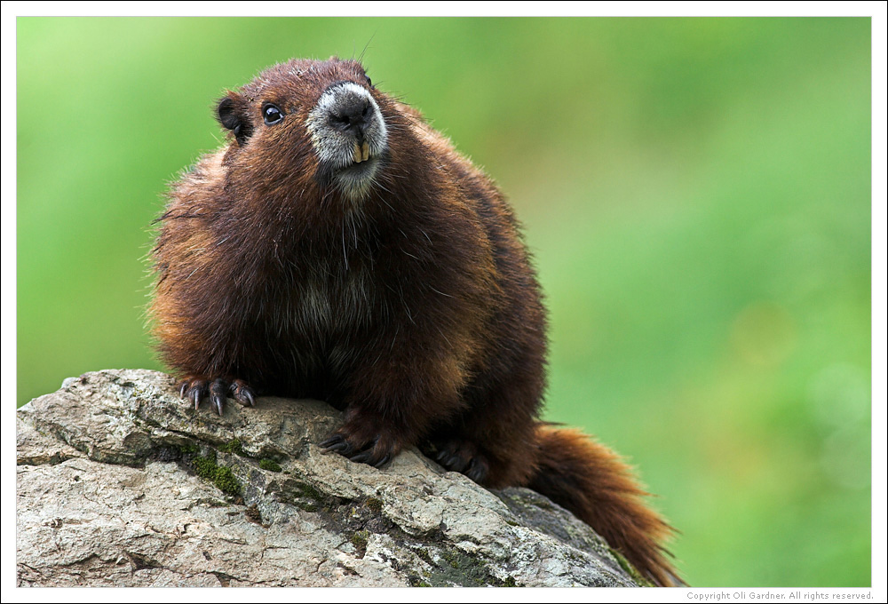 Facts about the Vancouver Island Marmot