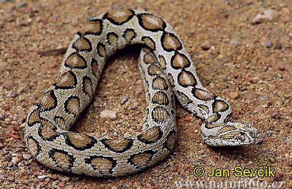 viper snakes facts