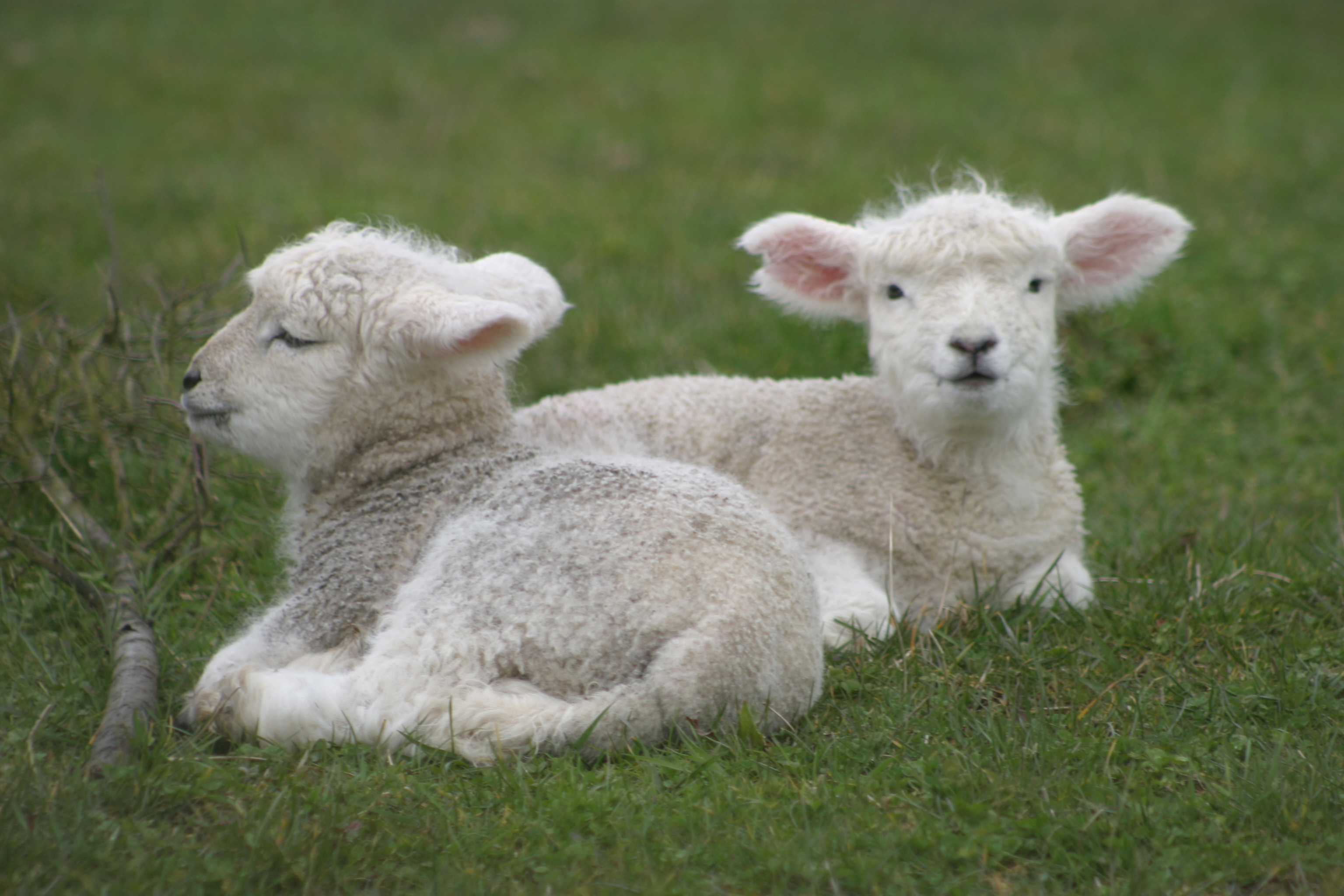 two-lambs.jpg