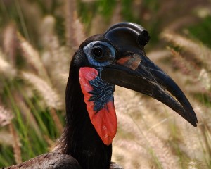 Facts About The Abyssinian Ground-hornbill