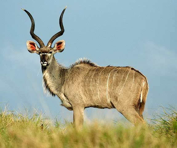 Kudu | Wild Facts
