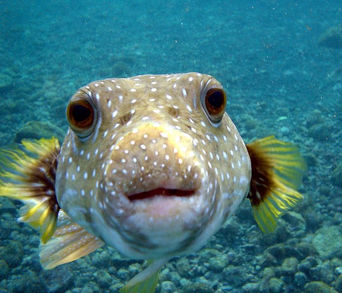 puffer fish - Pictures Of Pufferfish - Free Pufferfish pictures 