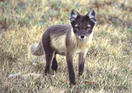 arctic fox painting