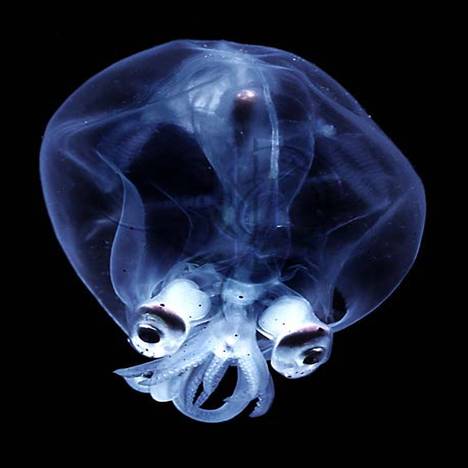 deep-sea-glass-squid.jpg