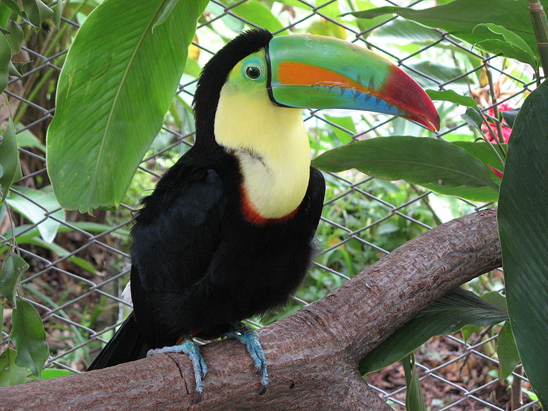 Pictures Of Toucan - Free Toucan pictures 