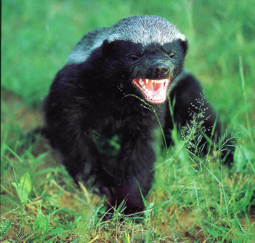 Life of a Honey Badger (Infomax Common Core Readers, 31)