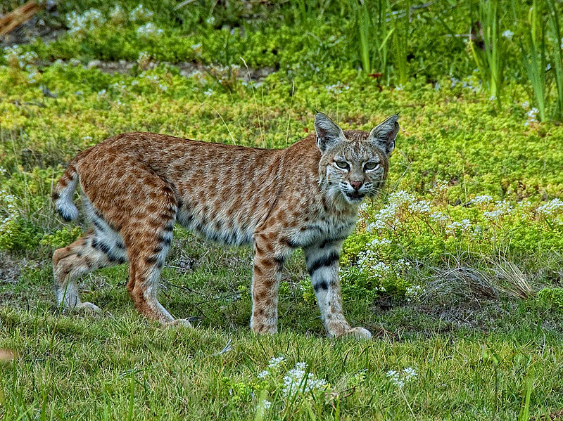 Facts about the Bobcat | Wild