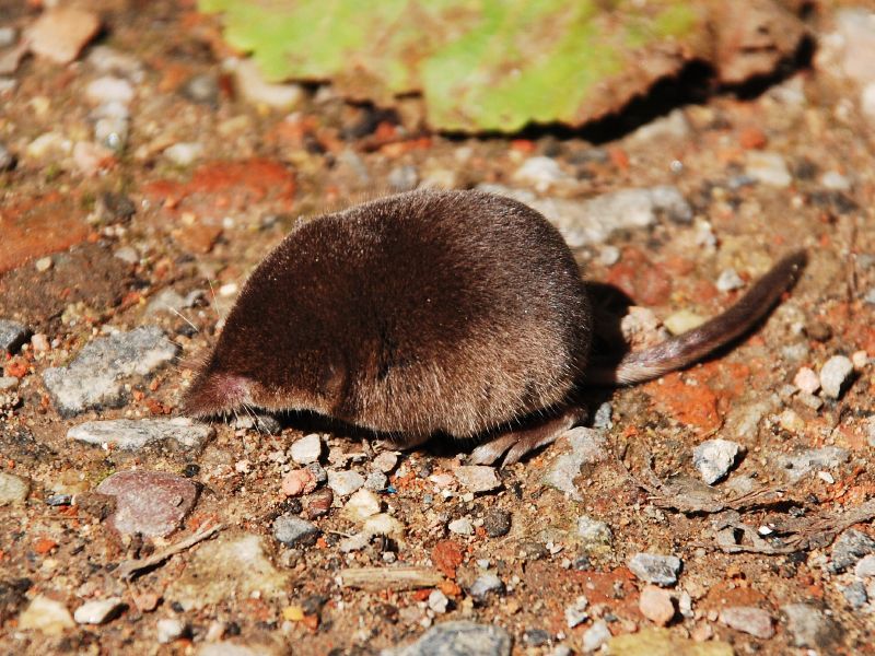Facts about the Pygmy Shrew