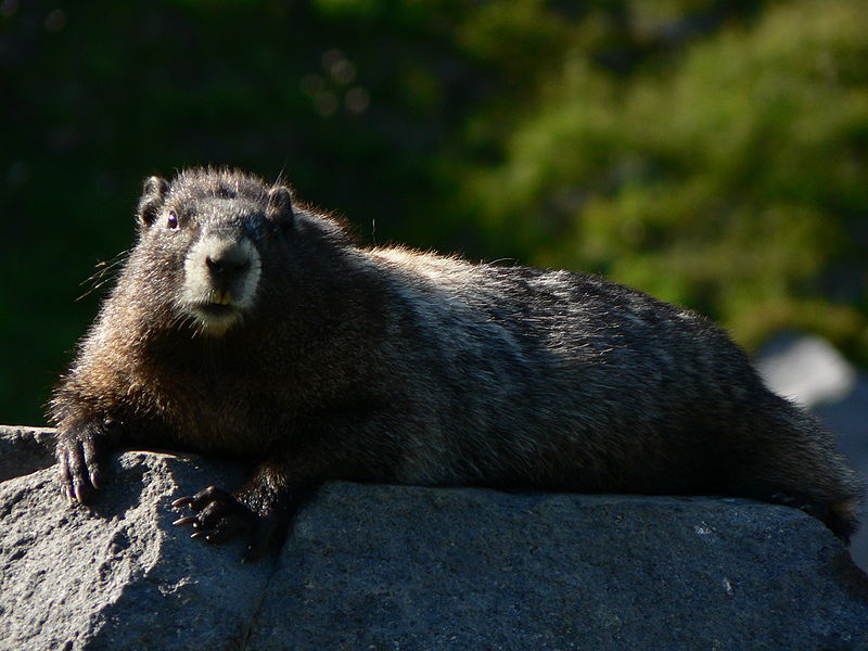 Facts about the Hoary Marmot
