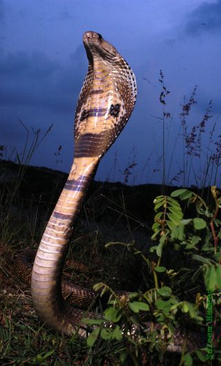 Cobra In India