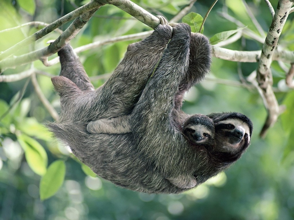 pygmy three toed sloth predators