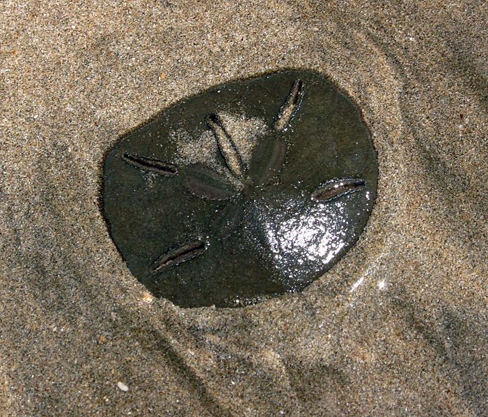 Sand Dollar Facts