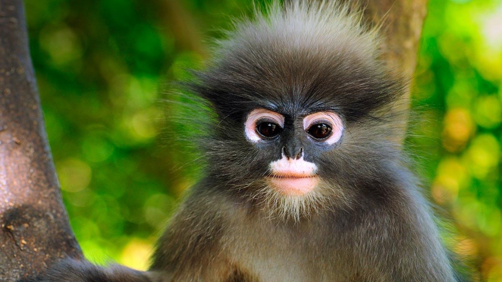 top-10-cutest-monkey-s-archives-animal-facts-for-kids-wild-facts