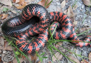 Mud Snake