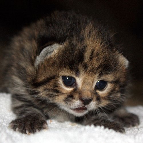 African Black-Footed Cat: A Small Feline and a Fierce Hunter - Owlcation