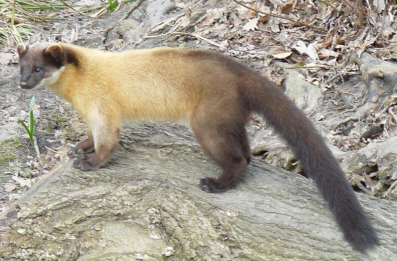 The Largest Marten Species Yellow Throated Marten 