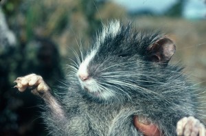 New Species - Chinchilla Tree Rat