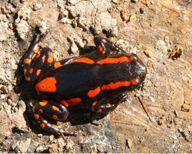 The Poisonous Frog with a Cool Tongue - Banded-Rubber Frog