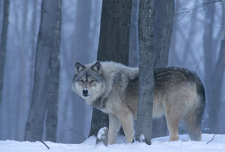 grey-wolf.jpg