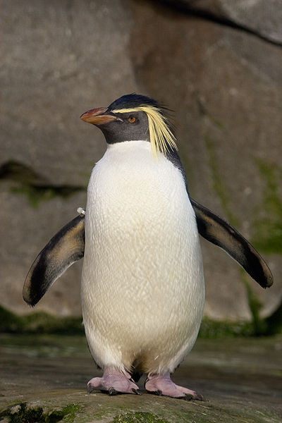 Facts About The Rockhopper Penguin