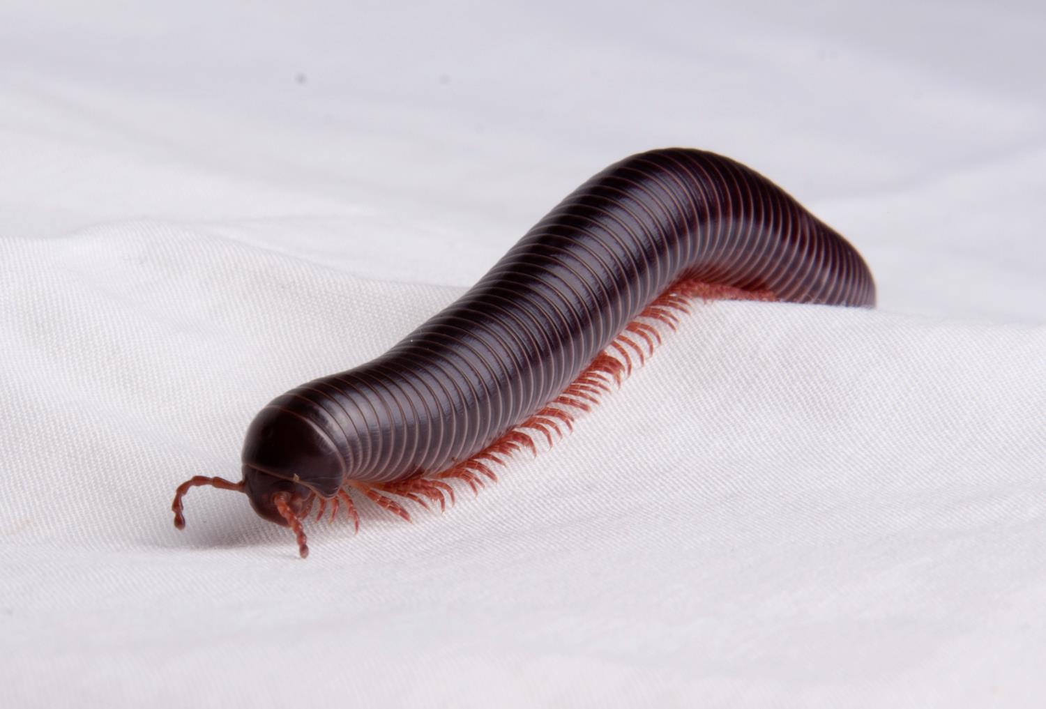 Feather millipede