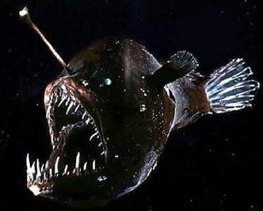 Angler Fish Facts For Kids - Unique Fish Photo